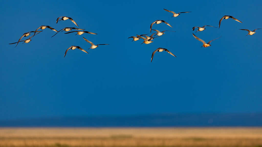 A flock of Bar-Tailed Godwits soars across a clear blue sky.