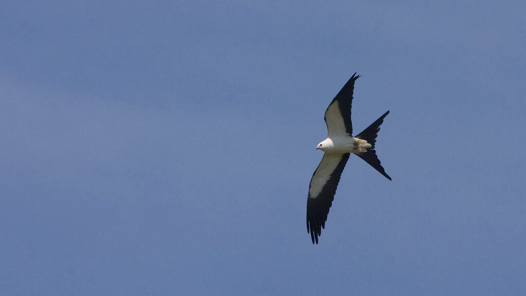 Swallow-tailed Kite gliding high in the air under cloudless sky