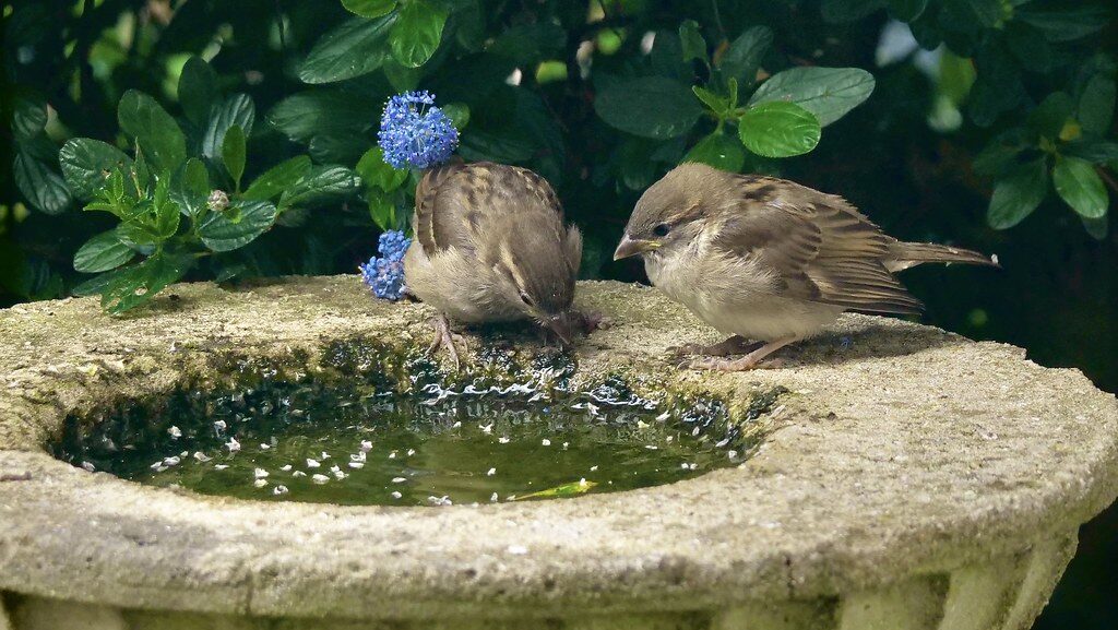 Two small sparrows are perched on the edge of a stone bird bath with green water.
