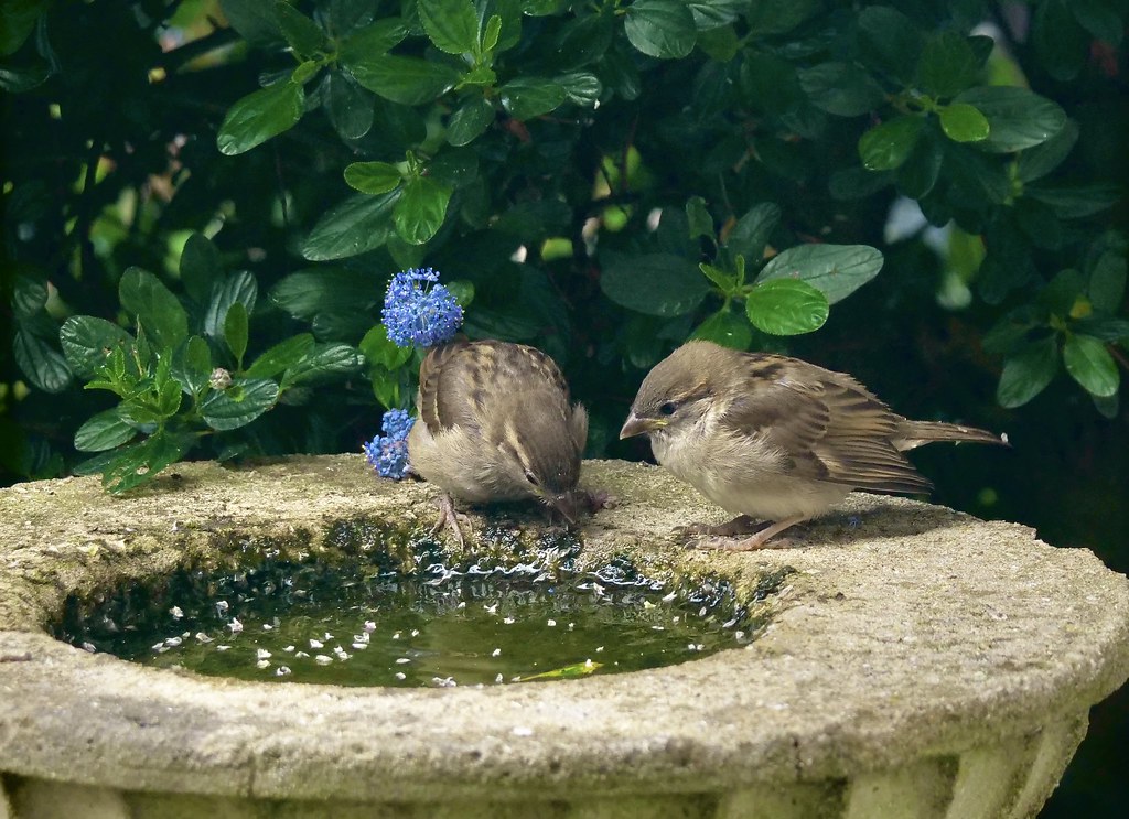 Two small sparrows are perched on the edge of a stone bird bath with green water.