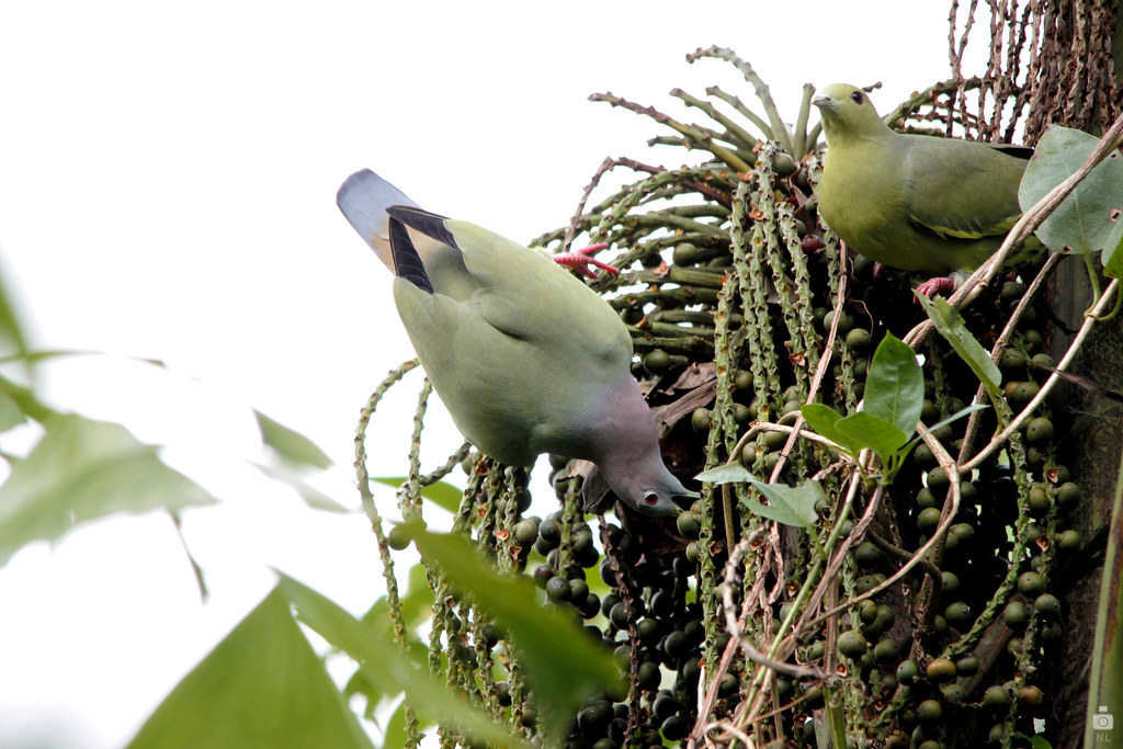 A Pink-necked green pigeon is eating fruit from a green plant.