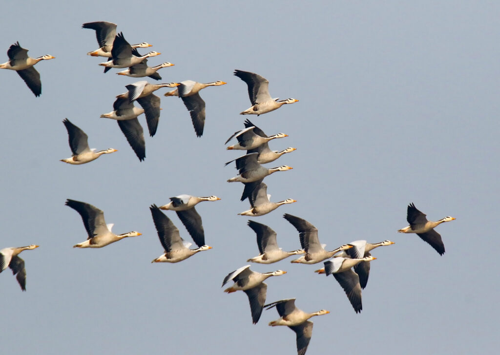 A flock of bar-headed geese flies in formation across a light sky.