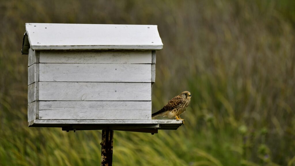 Kestrel standing on the edge of a wooden birdhouse platform