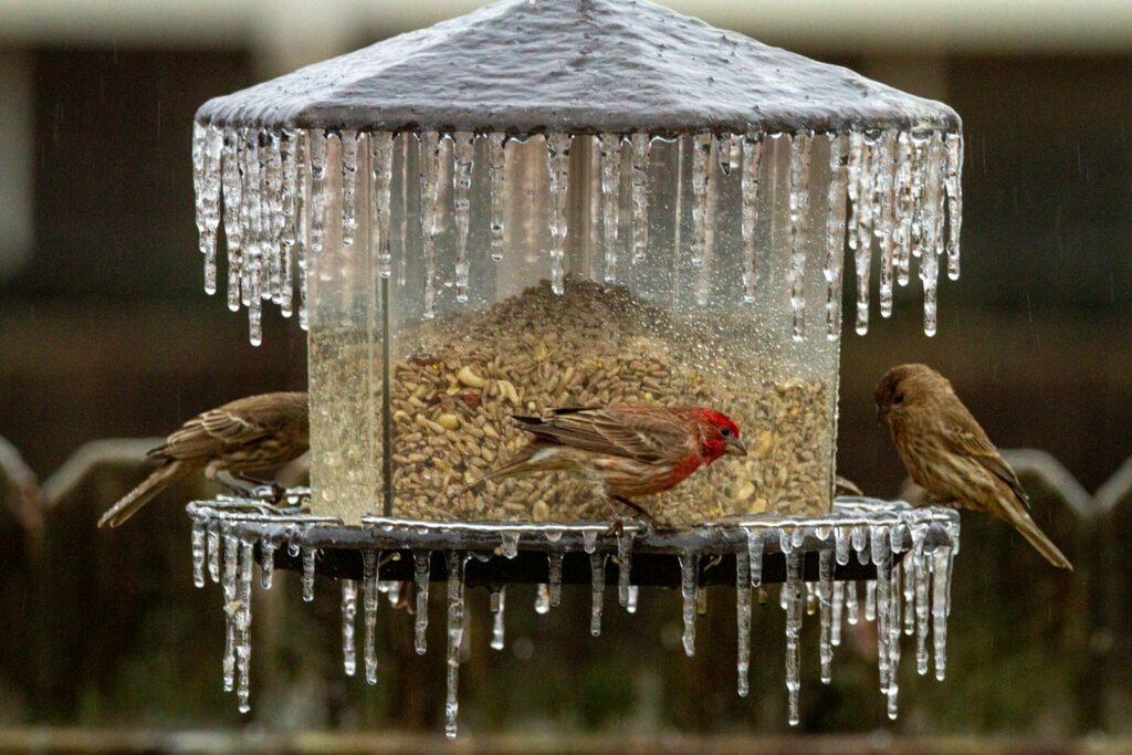 Birds perched on a bird feeder covered in icicles during a cold winter day
