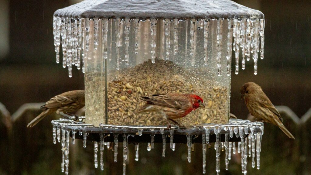 Birds perched on a bird feeder covered in icicles during a cold winter day