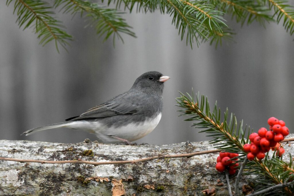A Dark-eyed Junco perched on a branch with red berries.