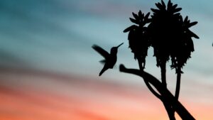 Silhouette of a hummingbird mid-flight, approaching a branch with a dark sunset sky behind