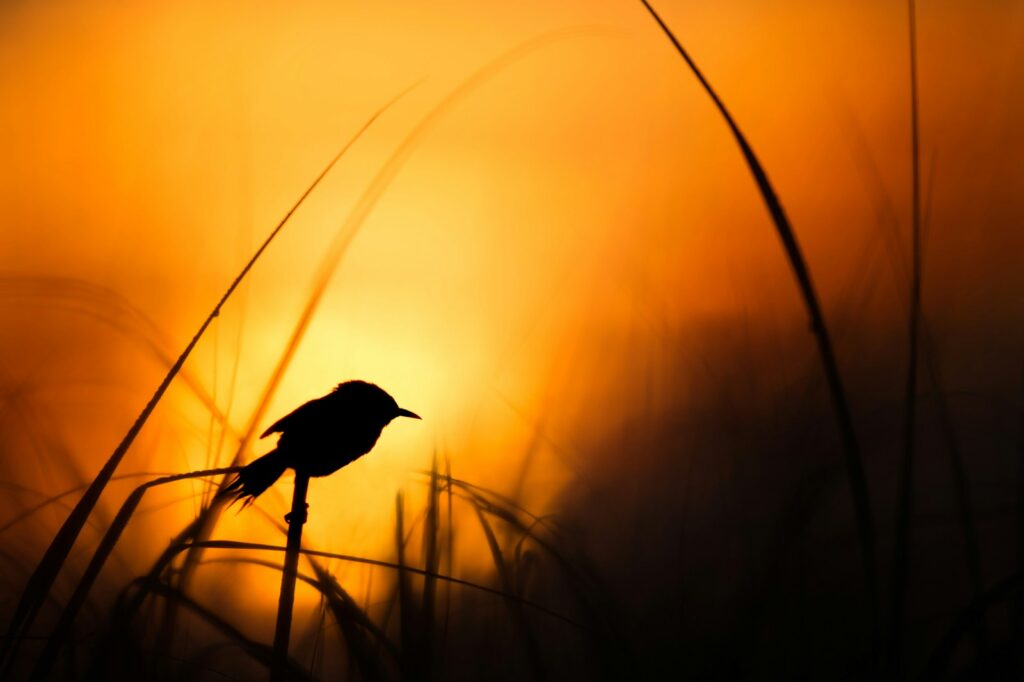 A small bird perches on a reed at sunset.