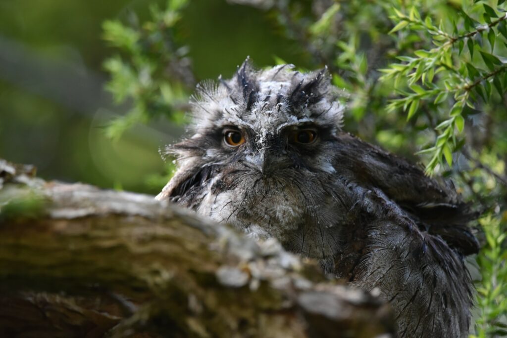 A tawny frogmouth with wide orange eyes looks directly from behind a branch.