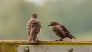 Two birds are sitting on a fence post