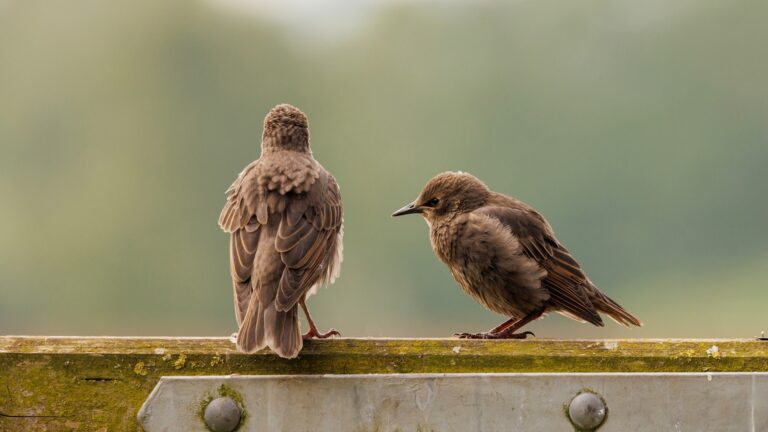 Two birds are sitting on a fence post