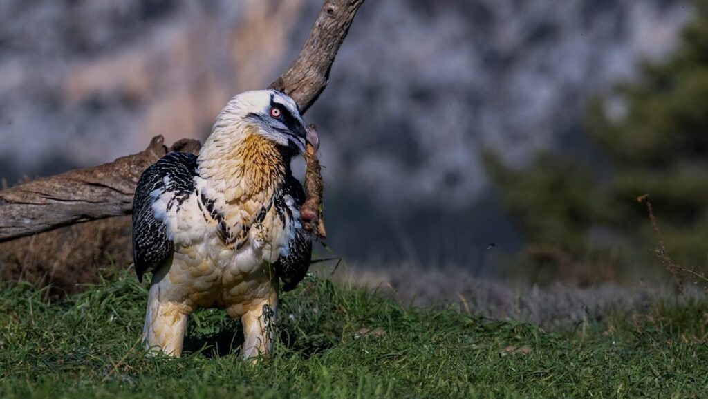 Bearded Vulture with a piece of food on its beak