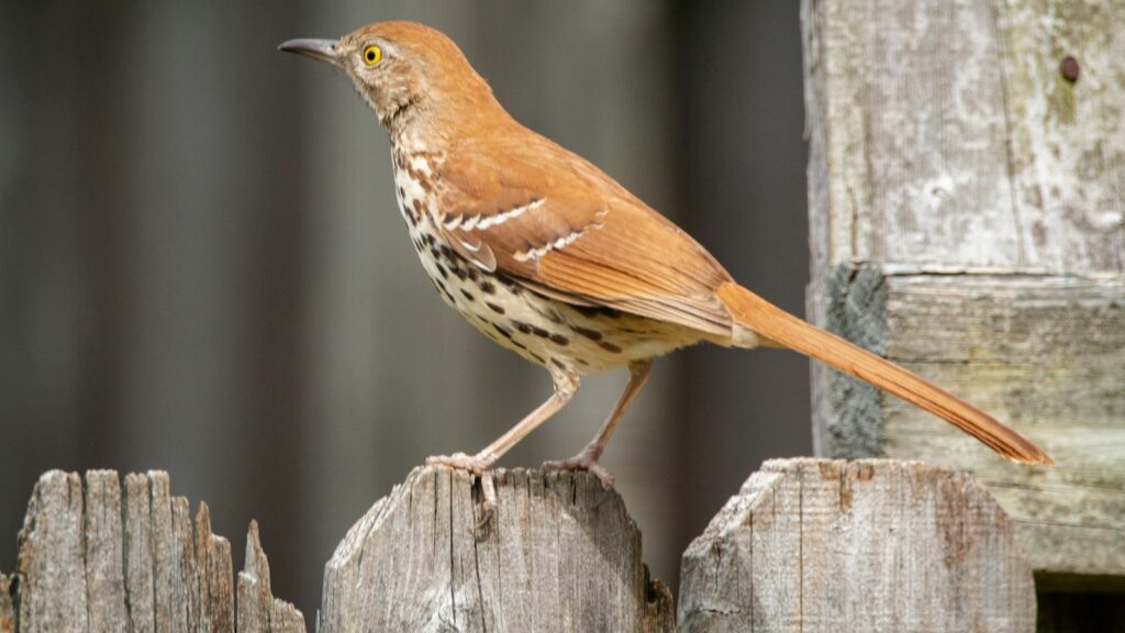 Bird perched on a wooden fence looking around
