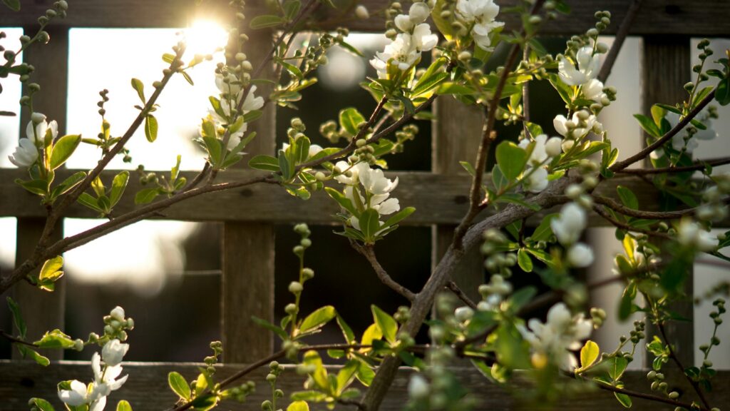 garden flowers climbing trellis backlit by sunlight