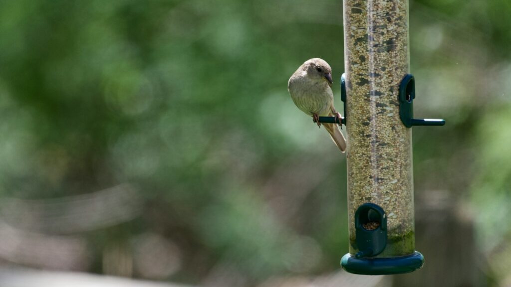 Bird perched on a clear tube bird feeder with vibrant green foliage in the background