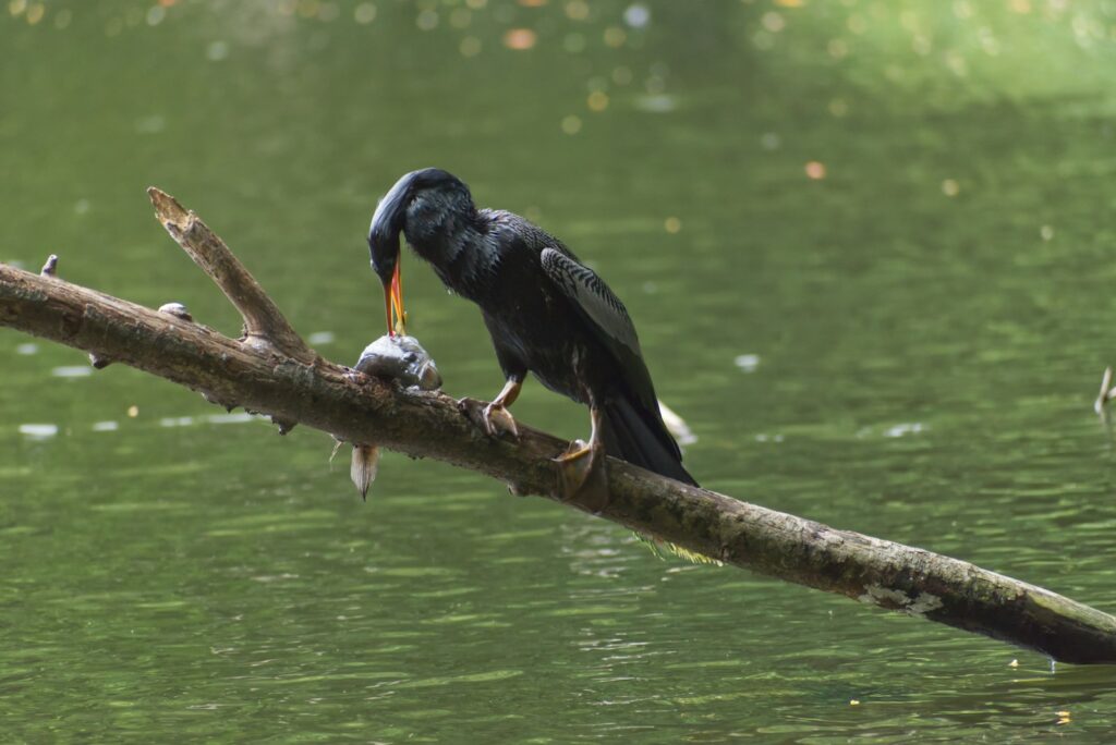 An Anhinga with a long neck and dark plumage perches on a branch, holding a fish.