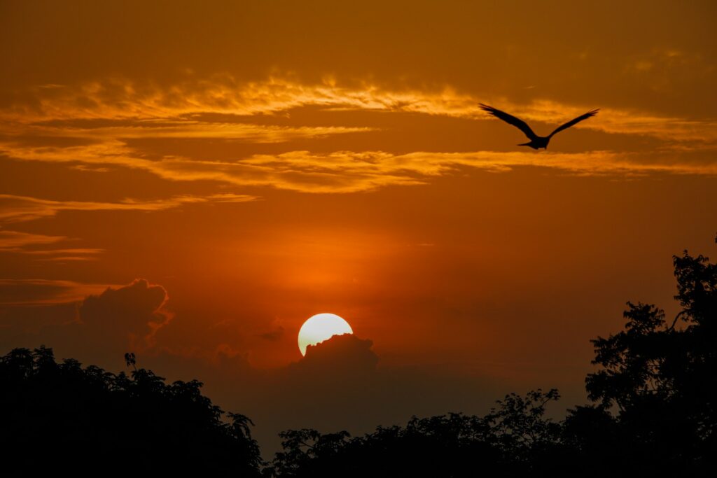 A Sea Eagle flies across a vibrant sky with a setting sun.