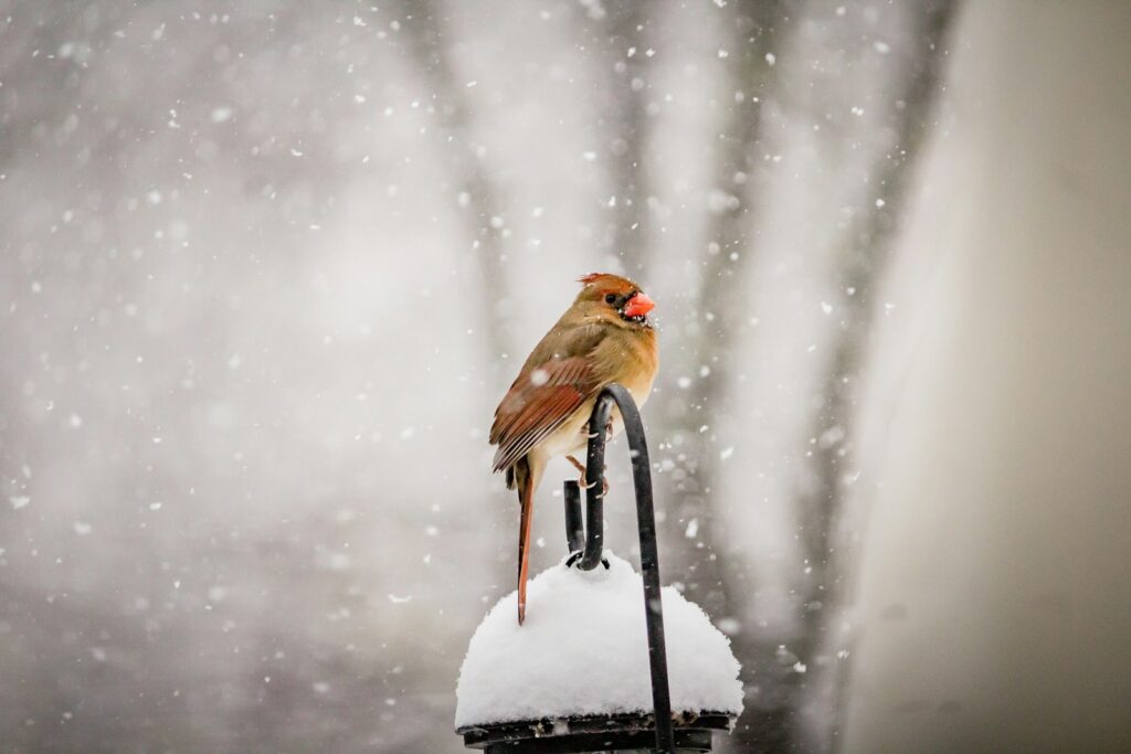 A Northern Cardinal perches on a snowy branch.