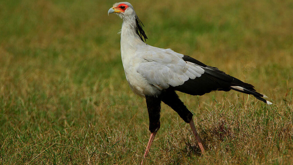 A secretary bird with a distinctive red face walks across a grassy field.