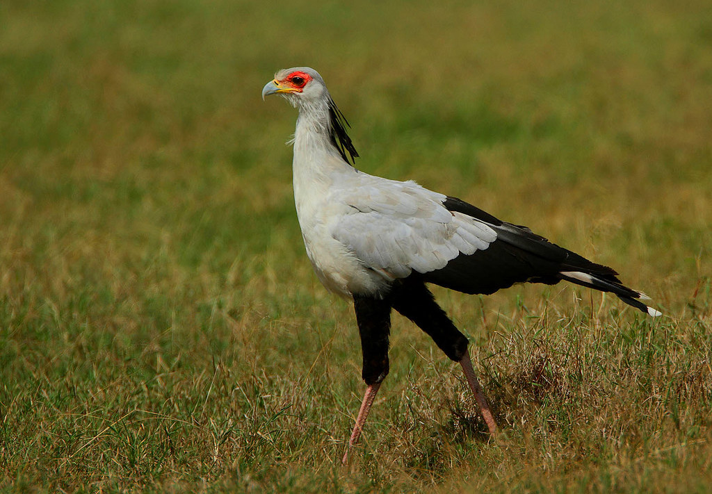 A secretary bird with a distinctive red face walks across a grassy field.