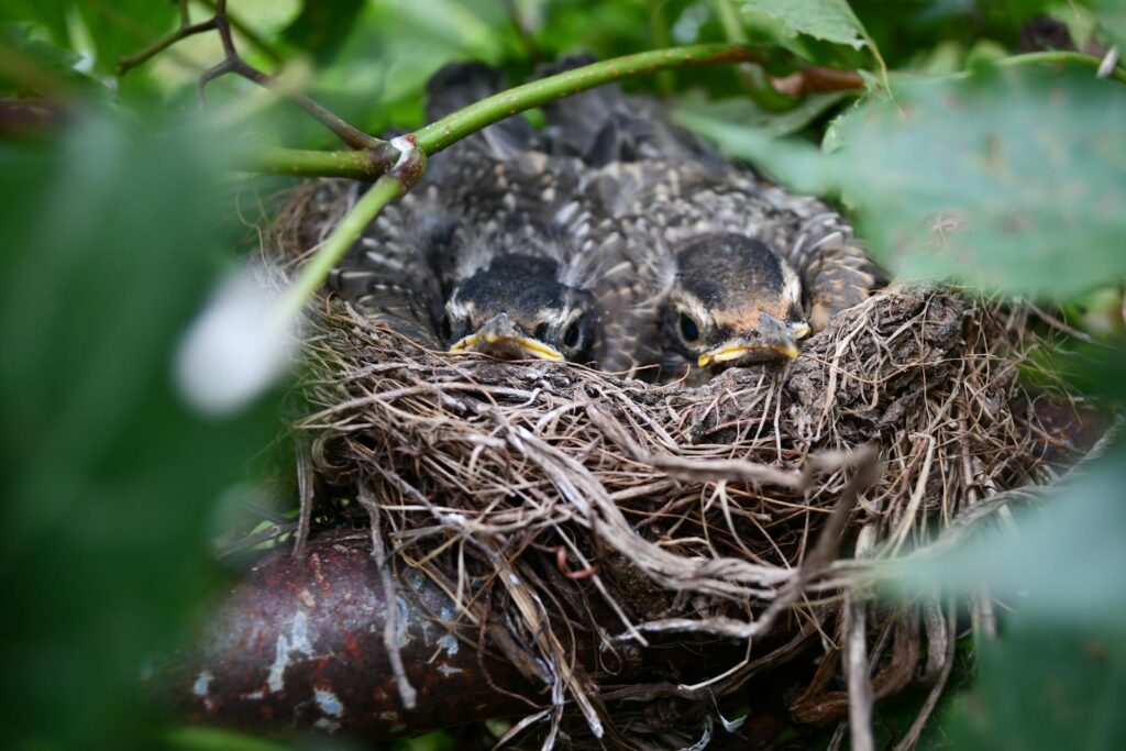 Intimate close-up of baby robins nestled in a natural bird's nest amidst lush green foliage.