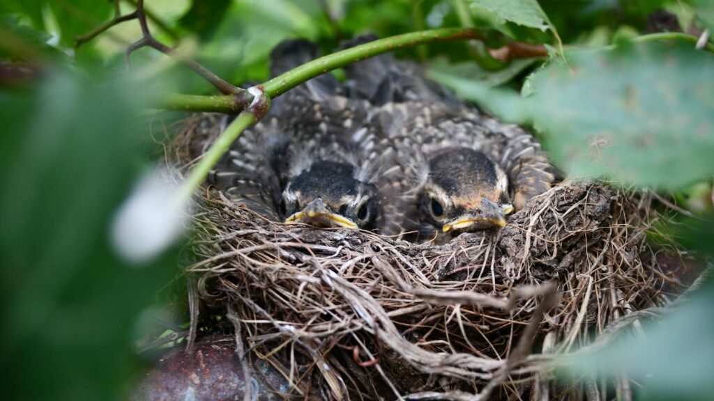 Intimate close-up of baby robins nestled in a natural bird's nest amidst lush green foliage.