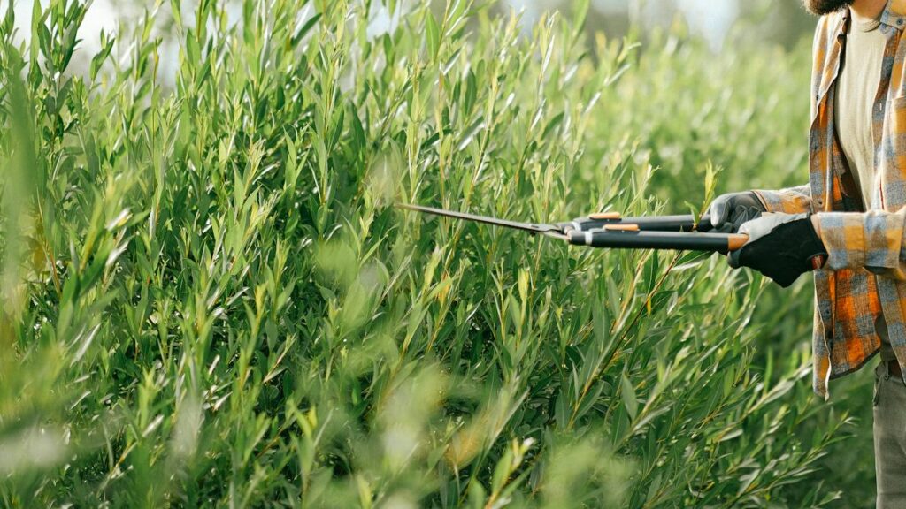 Man using hedge shears to trim plants