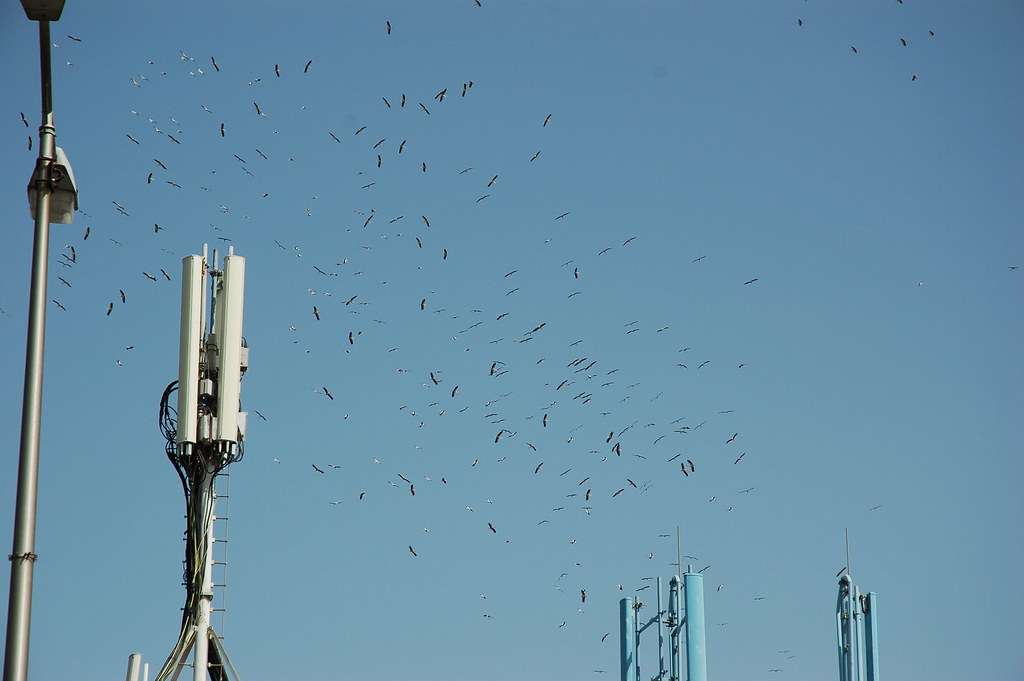 Birds are perched on and flying around a cell tower against a clear blue sky.