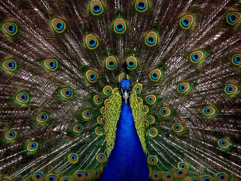 A male peacock displays its vibrant tail feathers.