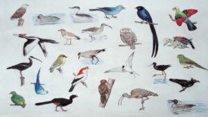 A Collab of birds that hav e disappeared