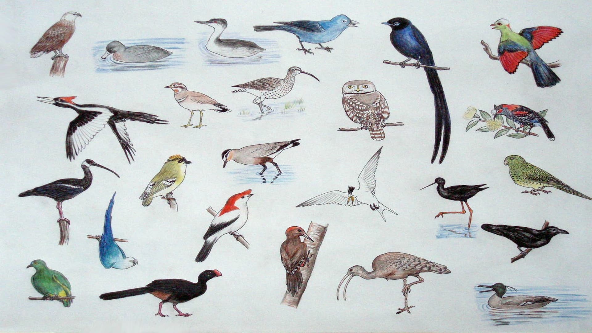 A Collab of birds that hav e disappeared