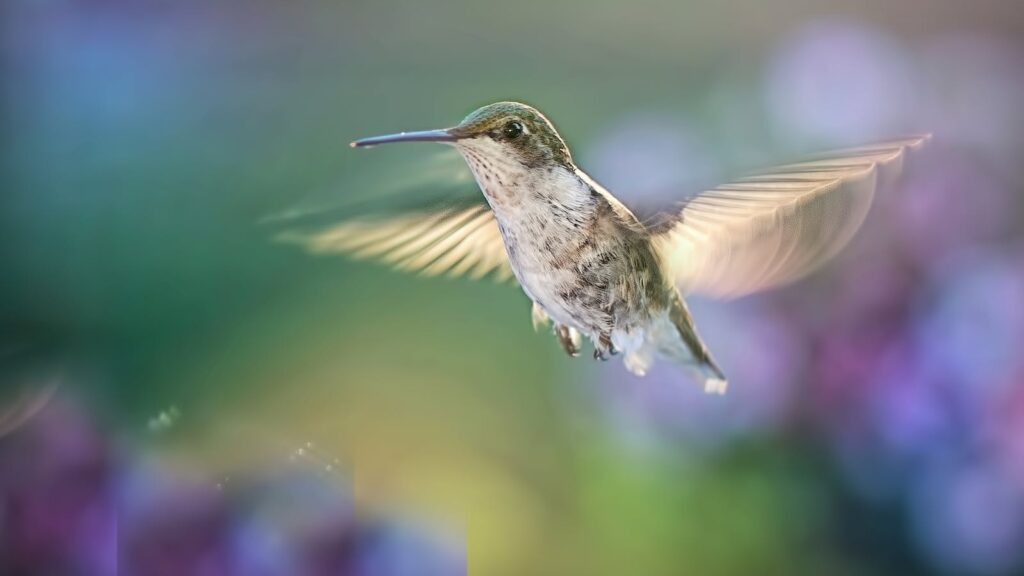 Hummingbird in flight with blurred wings hovering with purple blooms in the background