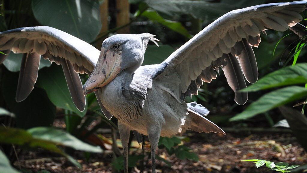 A shoebill stork spreads its wings, its grey plumage contrasting with the green foliage.