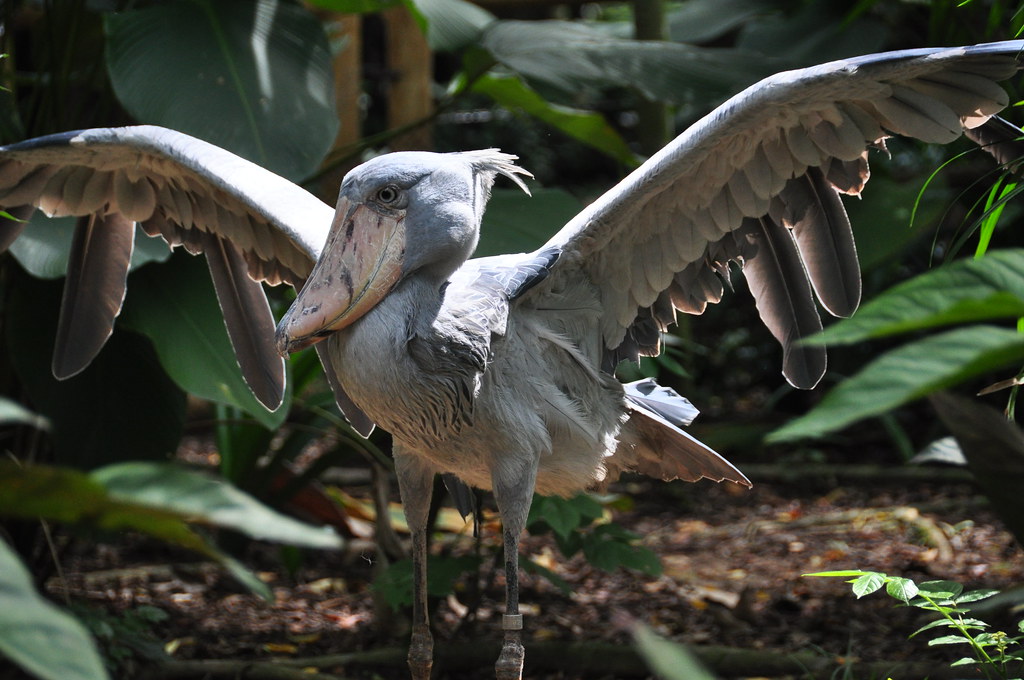 A shoebill stork spreads its wings, its grey plumage contrasting with the green foliage.