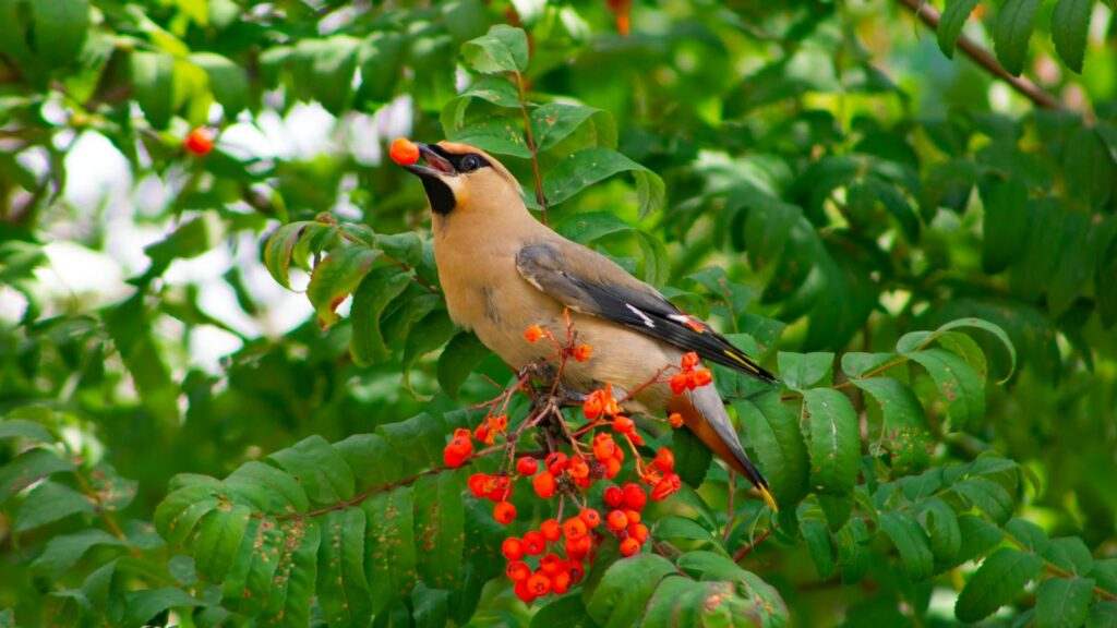 Bohemian Waxwing perched on a branch, eating bright red berries surrounded by rich green leaves