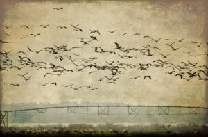 A large flock of birds flies over a structure against a textured sky.