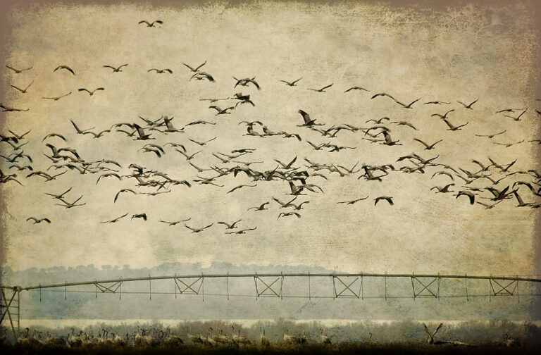 A large flock of birds flies over a structure against a textured sky.