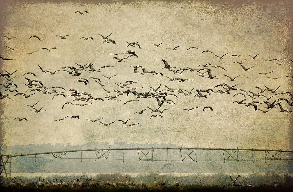 A large flock of birds flies over a structure against a textured sky.
