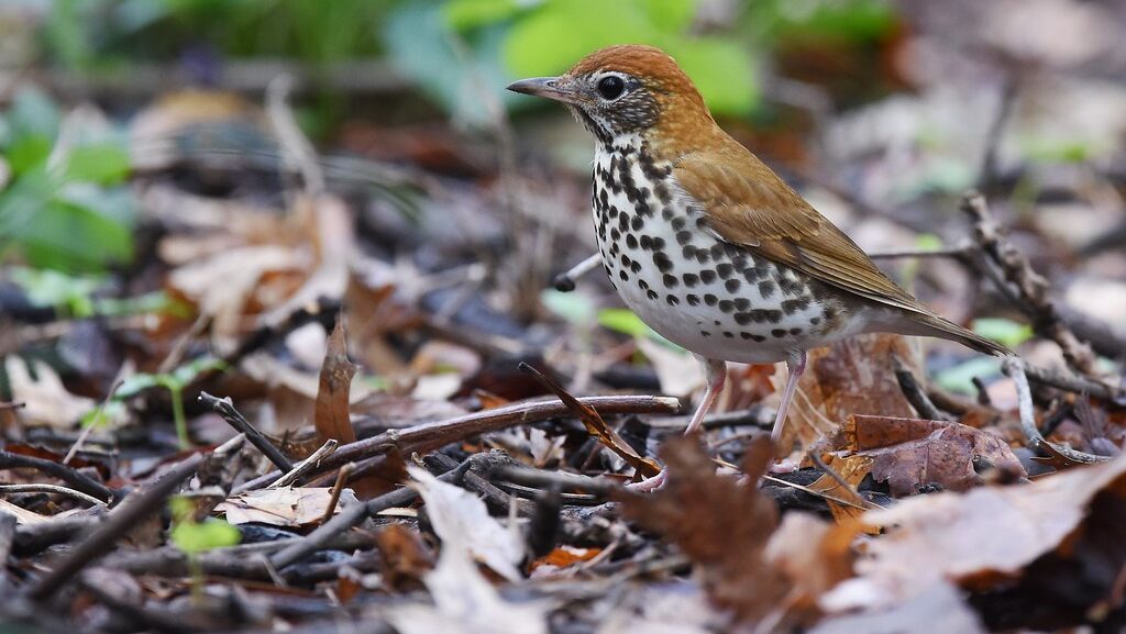 Wood Thrush standing on forest floor covered with dry leaves and twigs