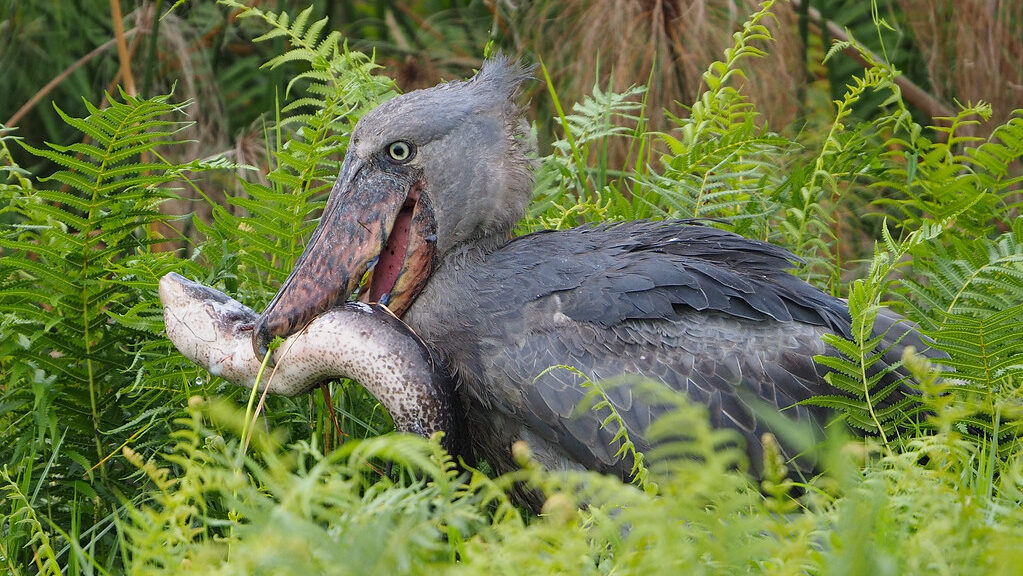 Shoebill stork catching a lungfish in its large beak