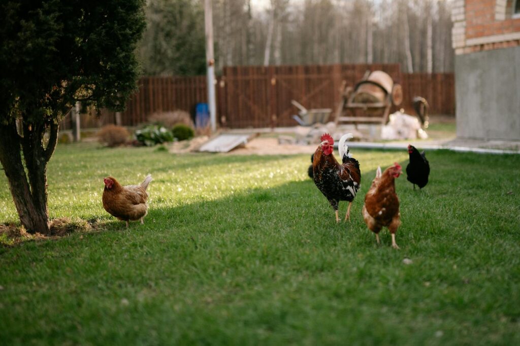 A peaceful scene of chickens and a rooster roaming freely in a green countryside yard.