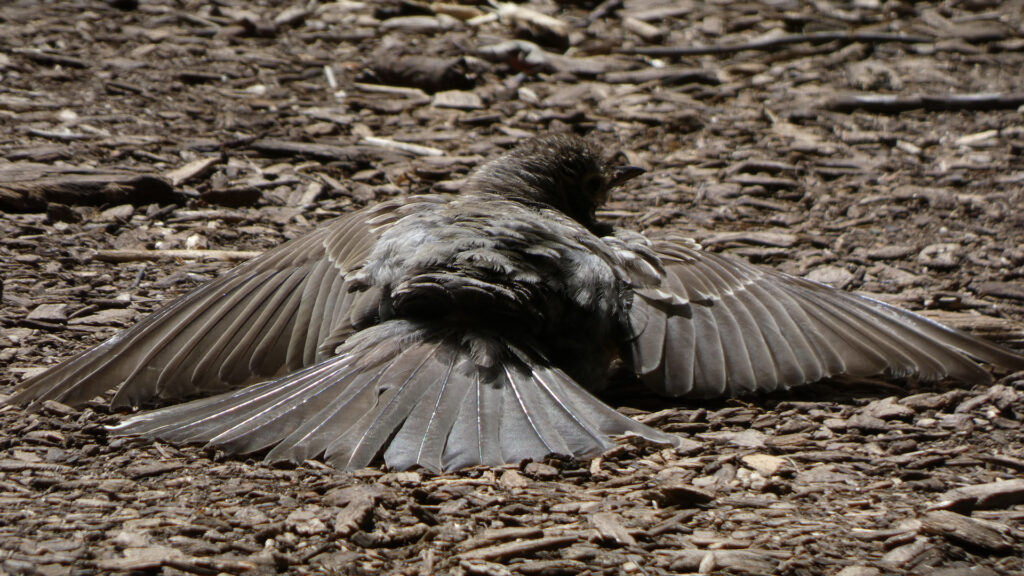 An American Robin Anting