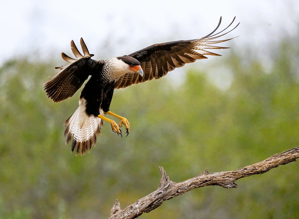 A Crested Caracara with outstretched wings in flight.