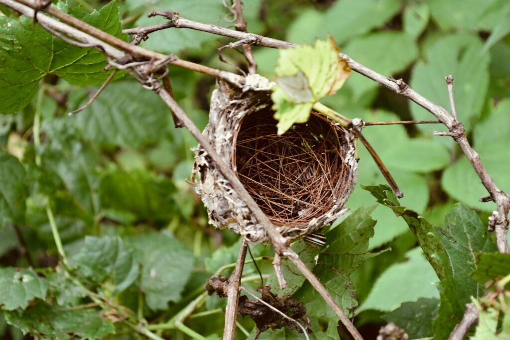Close-up of an intricate bird nest nestled in tree branches surrounded by lush green leaves.