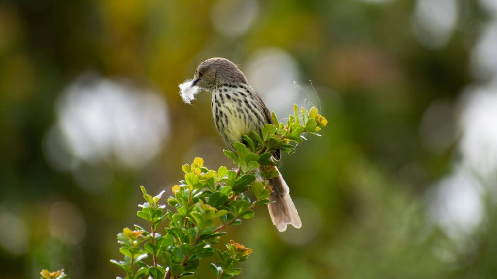 Bird perched on top of shrub carrying nesting material in beak