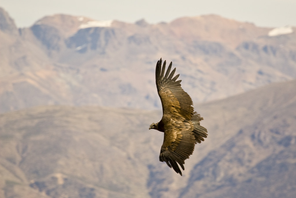 An Andean condor flies with mountains in the background.