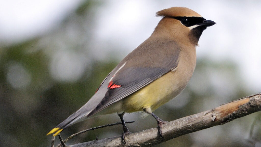 Cedar Waxwing bird perched on a tree branch