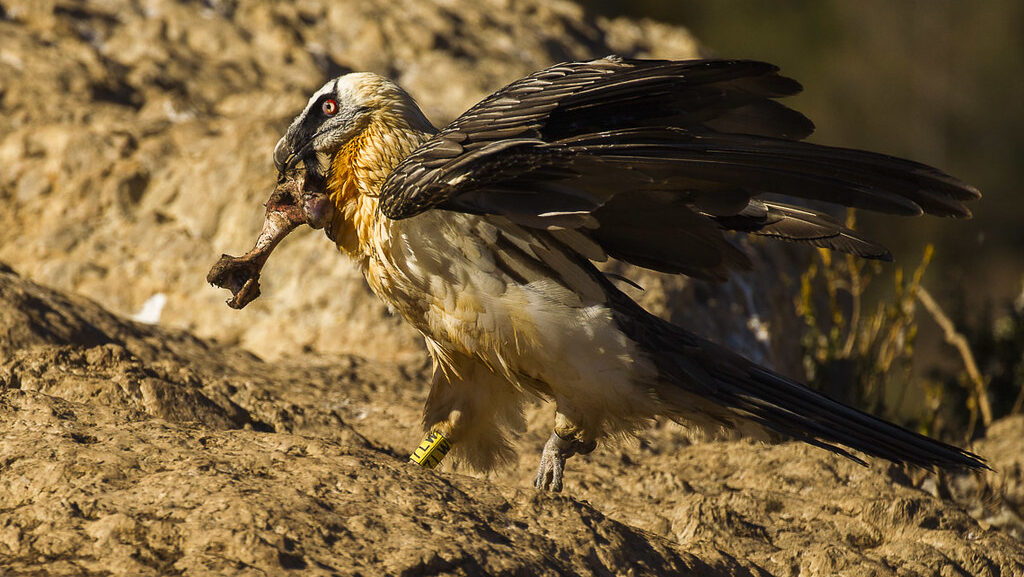 Bearded Vulture holding a big bone in its beak
