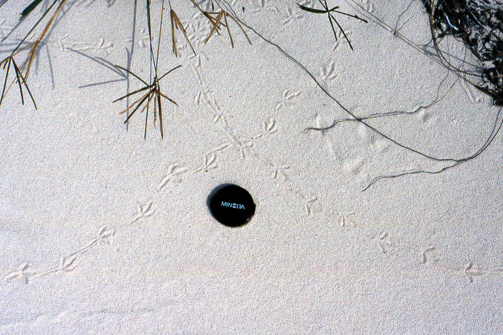 Bird tracks are visible in the sand near what might be razor clam holes.