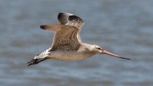 Bar-tailed Godwit in flight gracefully soaring over coastal water